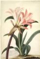 Amaryllis belladonna (Belladonna Lily)