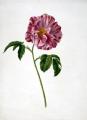 Rosa gallica versicolour (Rosa Mundi)