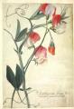 Lathyrus siculus flore