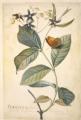 Periploca floribus