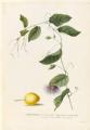 Granadilla Americana (Passiflora)