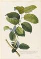 Annona cheimola Mill. (Annonaceae) (Guanabanus, Custard Apple)