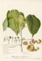 Hura crepitans L. (Euphorbiacae, Sandbox Tree)