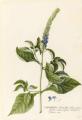 Stachytarpheta indica (Sherardia urticaefolio)