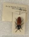 COLEOPTERA; ELATERIDAE; Ampedus rufipennis; cardinal click beetle