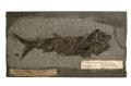 Actinopterygii & Palaeonisciformes (After Romer), palaeoniscum & freieslebeni (de blainville), Actinopterygii & Palaeonisciformes (After Romer)